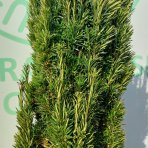 Tis obyčajný (Taxus Baccata) ´FASTIGIATA AUREA´ - výška 120-140 cm, kont. C35L